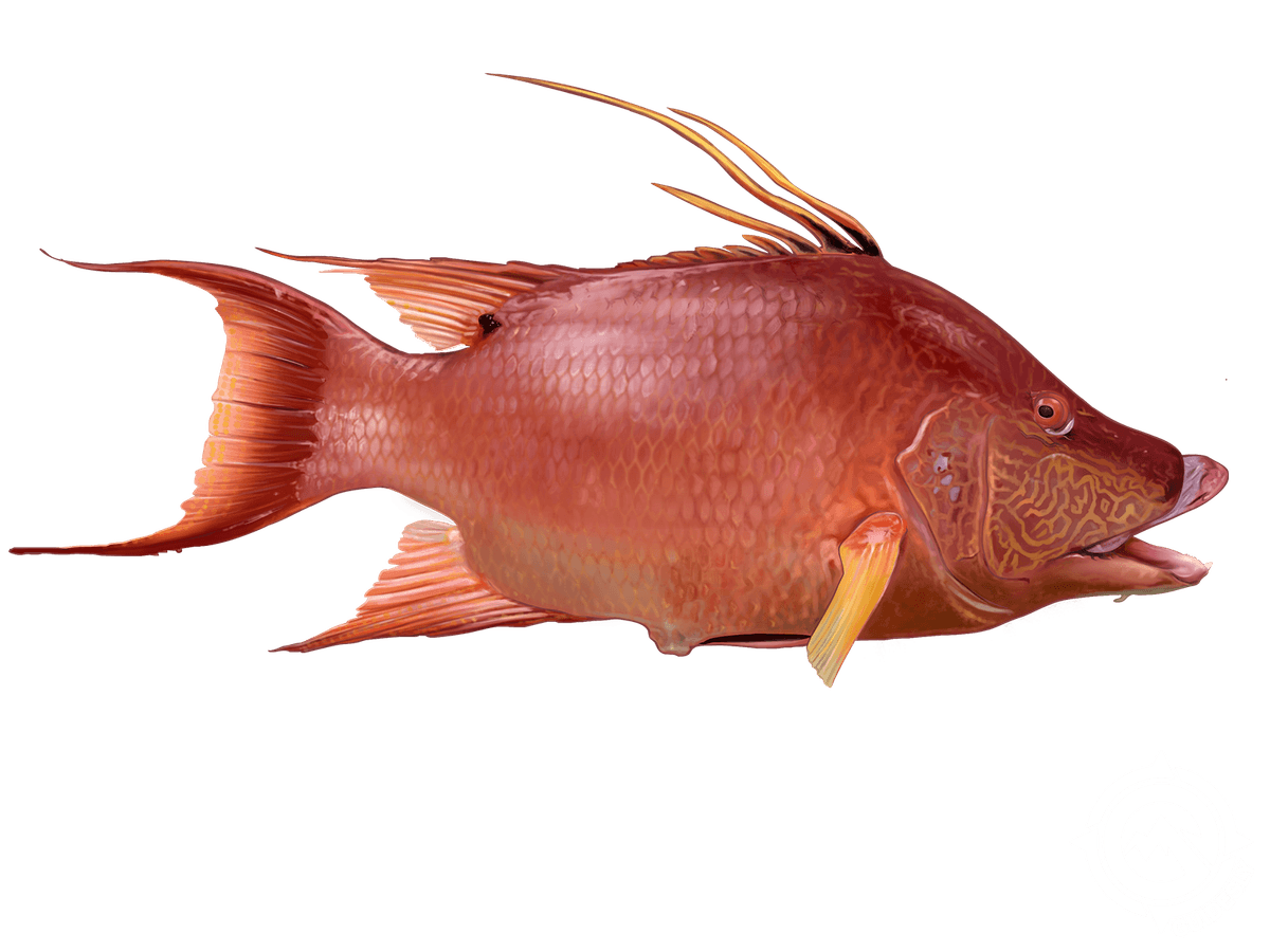 Hogfish